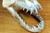 Investigadores de la Universidad de Vigo obtienen cerámicas biológicas para implantes a partir de dientes de tiburón